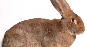 Plemeno králíka riesen: jak udržet obra?